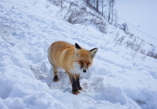 站在雪坡上的狐狸。