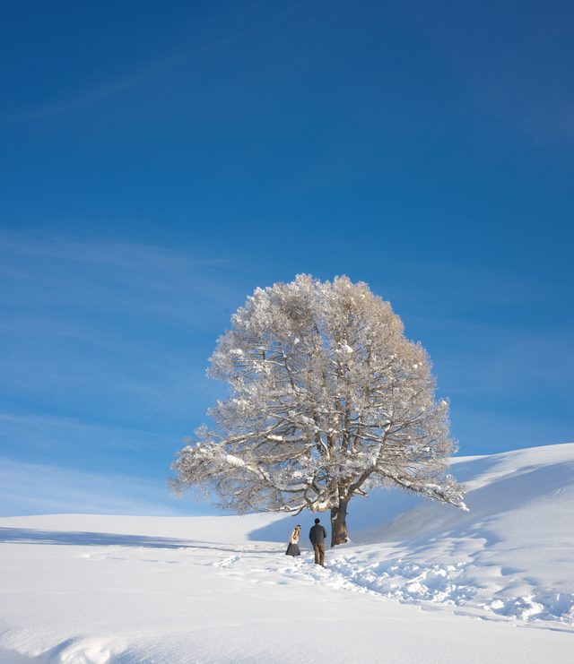 雪地里的单树与树下人物。