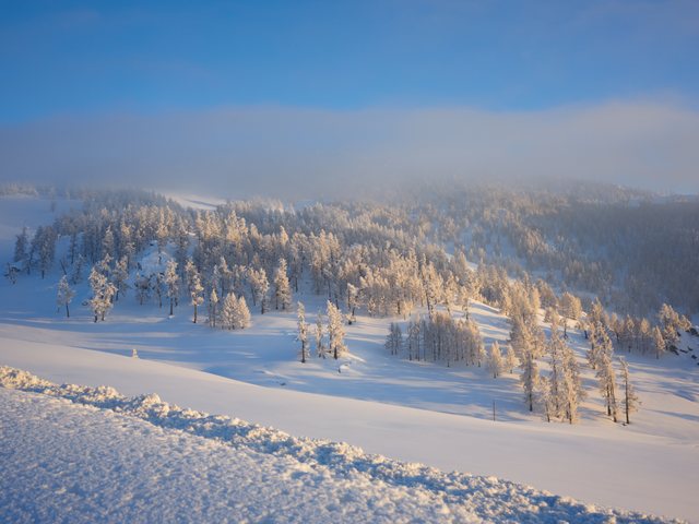 低处金色光线照亮覆雪林地。