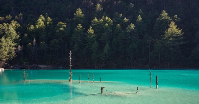 翠绿色湖水里的枯树干与背后的森林。