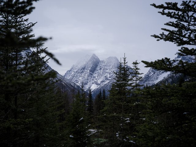 树林之间出现的覆雪山峰。