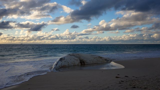 一条死在沙滩上的幼鲸，海浪停在它身旁，远处是海面与云隙光。